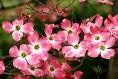 cornus florida "cherokee brave"