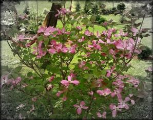 cornus florida "cherokee brave"