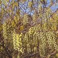 stachyurus chinensis "joy forever"