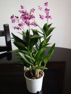 Dendrobium kingianum "berry oda"