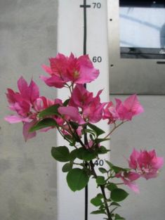 bougainvillea "bridal bouquet"