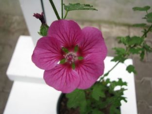 Anisodontea capensis "el princess"