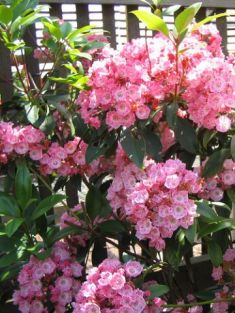 kalmia latifolia "pink charm" - kalmia