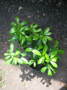 kalmia latifolia "pink charm" - kalmia