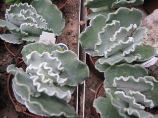 cotyledon undulata