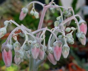 cotyledon undulata