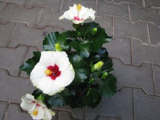 hibiscus sinensis "boreas" longlife- ibišek pokojový