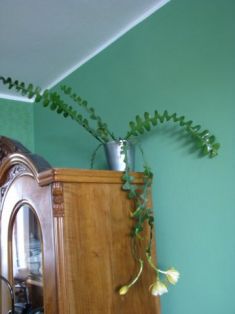 epiphyllum angulier - fylokaktus