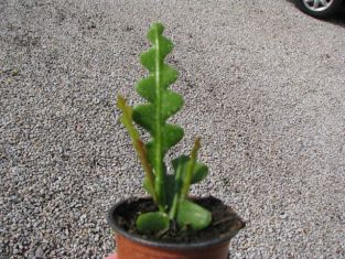 epiphyllum angulier - fylokaktus