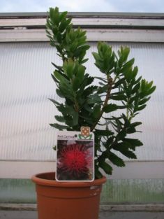 Leucospermum glabrum*tottum " red carnival"