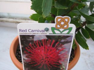 Leucospermum glabrum*tottum " red carnival"