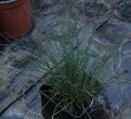 festuca glauca "glauca" - kostřava sivá