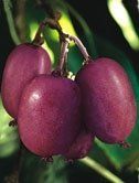 actinidia arguta "purpurna sadowa" - červenoplodé kiwi