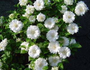 clematis "duchess of edinburgh"