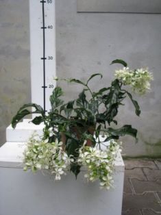 clerodendron wallisii "prospero" - klerodendron, blahokeř