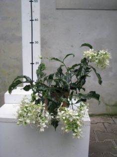 clerodendron wallisii "prospero"