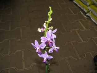 Phalaenopsis doritaneopsis "aposya" falenopsis fialový ( fotografie s bleskem !)