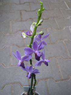 Phalaenopsis doritaneopsis "aposya"- falenopsis fialový