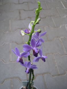 Phalaenopsis doritaneopsis "aposya"