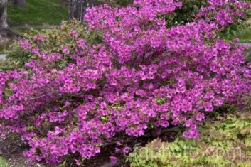 rhododendron obtusum "blue danube"
