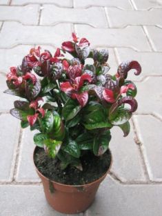 leucothoe axillaris "curly red"