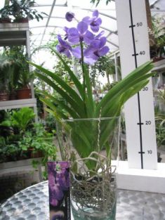 vanda hybrid, velký květ