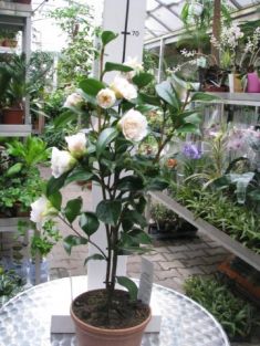camellia x williamsii "jury´s yellow"