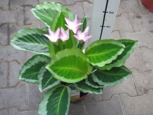 calathea "bicajoux"