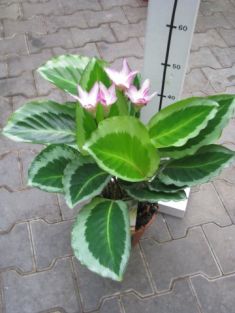 calathea "bicajoux"