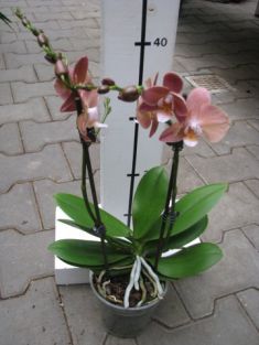 phalaenopsis "hot koffie"