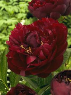 Paeonia "buckey belle"