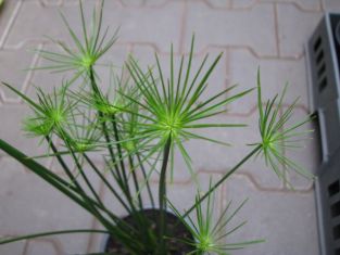 Cyperus "haspan" - šáchor