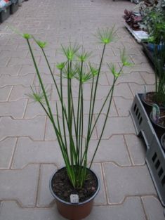 cyperus "haspan"