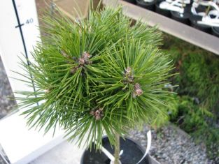 Pinus nigra "bambino" kmínek, čarověník