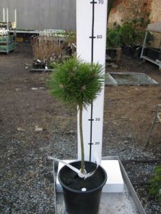 Pinus nigra "bambino" kmínek , čarověník