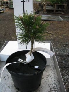 Pinus nigra "bambino" čarověník