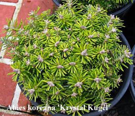 Abies koreana "krystal kugel" - čarověník, kmínek