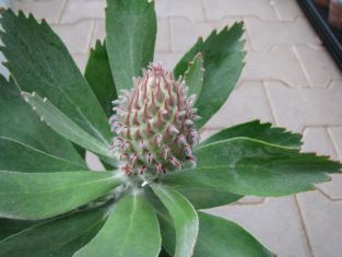 leucospermum conocarpodendron * glabrum " mardi gras ribbons"
