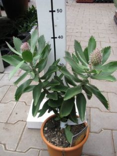 leucospermum conocarpodendron * glabrum " mardi gras ribbons"