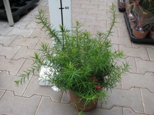 grevillea juniperina - doubek