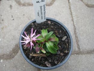 lychnis flos-cuculi " nana "