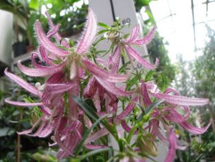 campanula "pink octopus"