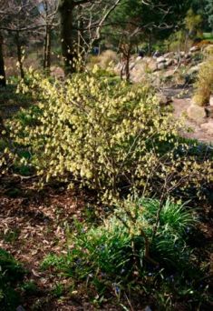 Corylopsis spicata - lískovníček klasnatý