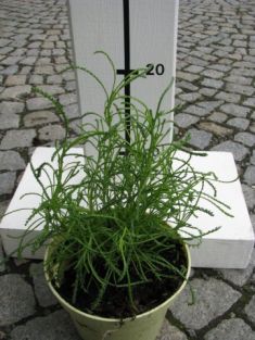 santolina viridis - olivová bylinka