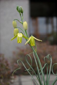 albuca spiralis "frizzle sizzle"