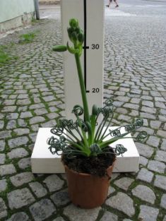 albuca spiralis "frizzle sizzle"