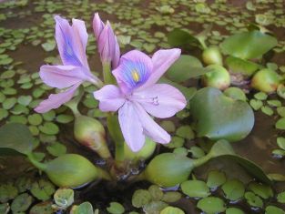 eichhornia crassipes - vodní hyacint