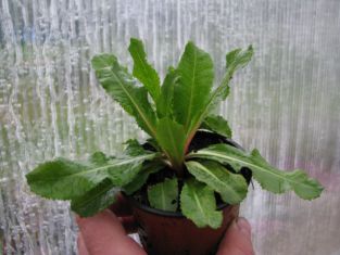 primula rosea grandiflora