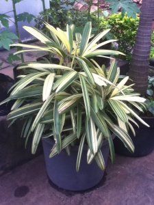rhapis excelsa varigeta