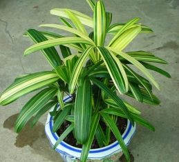 rhapis excelsa varigeta